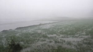 phoolpur canal breach crop damage
